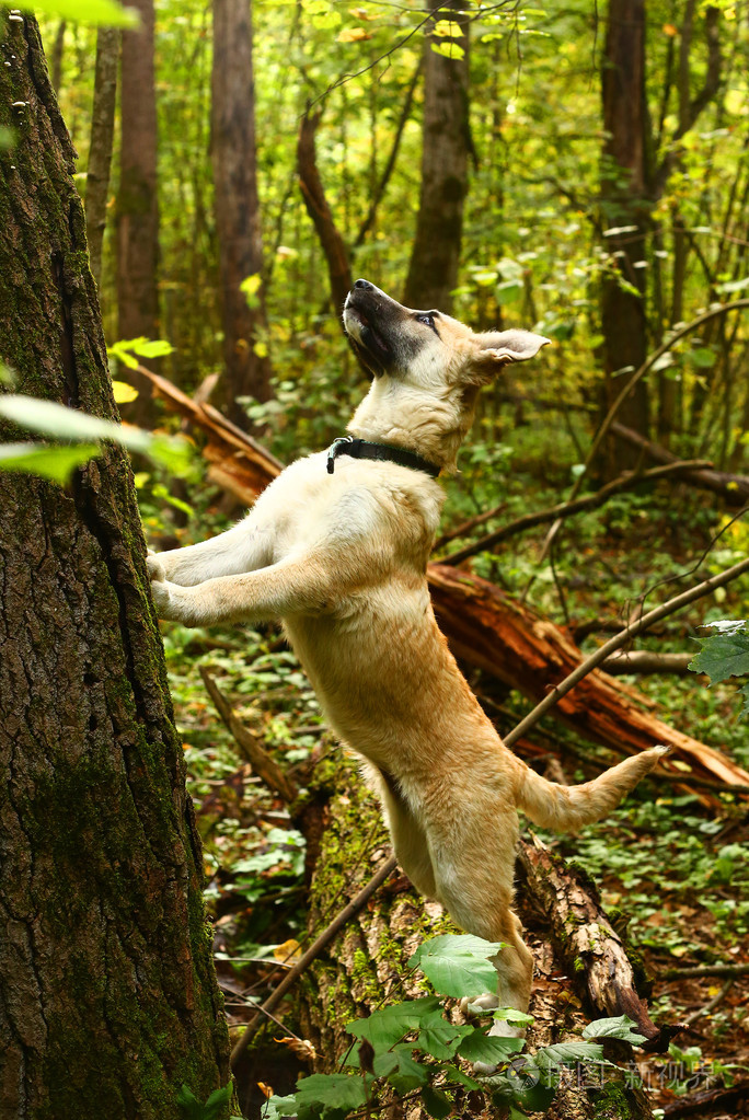 鸟在夏天森林的牧羊犬小狗打猎
