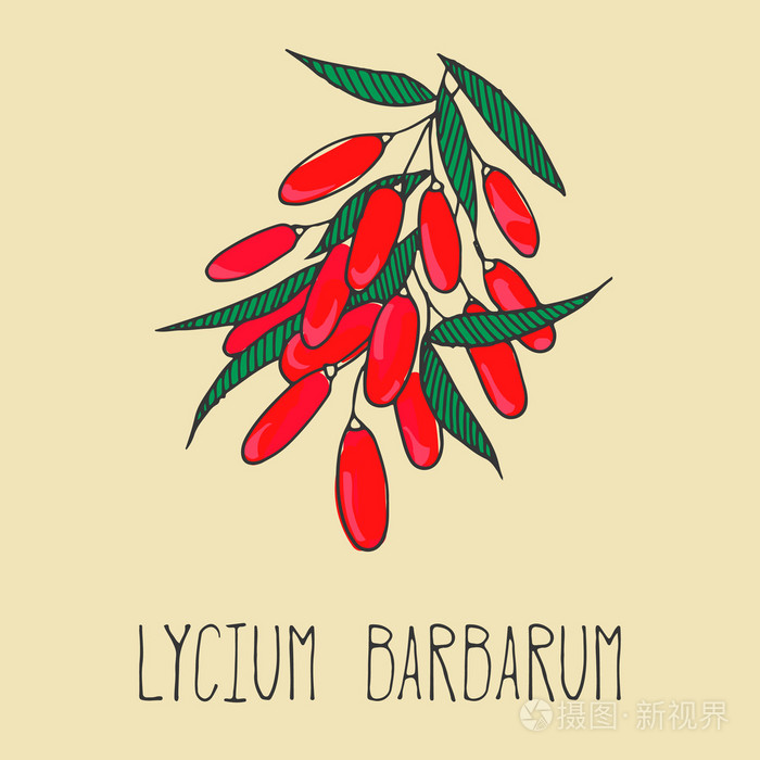 手绘插画的枸杞果