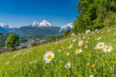 巴伐利亚阿尔卑斯山美丽的花朵和 Watzmann 在春天
