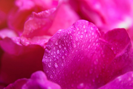 粉红色的野生玫瑰湿叶与水滴