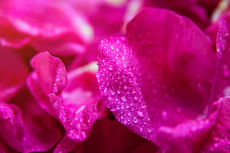 粉红色的野生玫瑰湿叶与水滴
