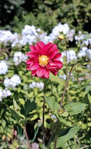 红花大丽花花园在夏天