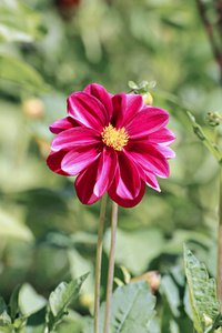 红花大丽花花园在夏天