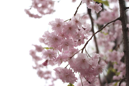 樱花的樱花盛开的春天
