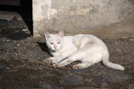 白色街道猫图片