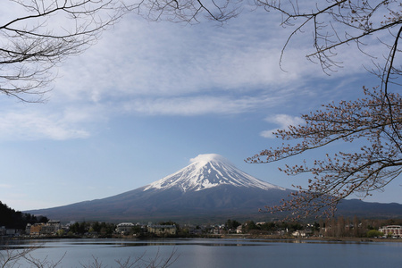 河口湖湖侧和分支树的富士山