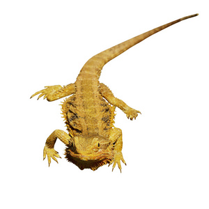 胡子的龙或 pogona vitticeps 上白色孤立