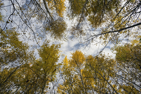 天空衬托秋天的树木之冠