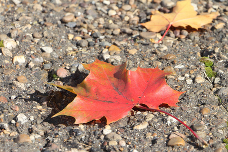 秋天落在柏油路的红色和黄色的叶子