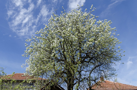 春天的大梨树开花