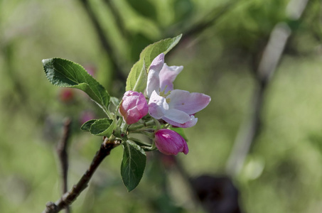 小苹果树开花在春天, 小镇围场