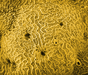 珊瑚化石纹理背景图片