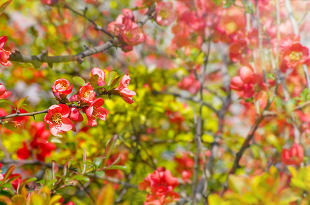 抽象梦想美丽的阳光明媚的草地与鲜花背景与柔软的模糊 bokeh