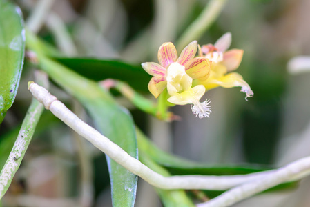 双花菜小叶兰花兰花