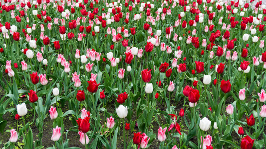 五颜六色的郁金香花四季花园