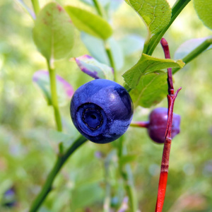大多彩成熟蓝莓
