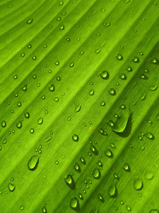 下的香蕉叶背景与雨滴