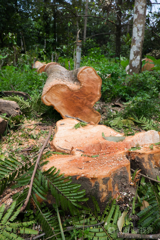 死了的树树木被砍伤