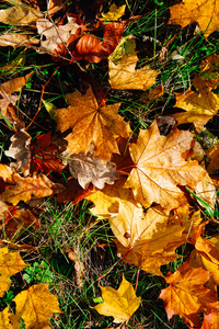 背景的炫彩秋季叶森林地板上