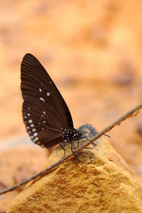 常见的印度乌鸦蝴蝶Euploea核心Lucus