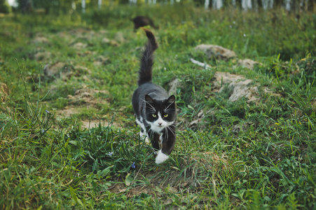 一只猫走过草地 3579