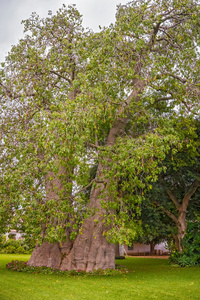 赞比亚的 baobab 树