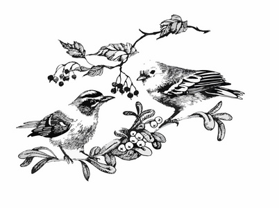 黑色和白色的鸟在树枝上水彩插图