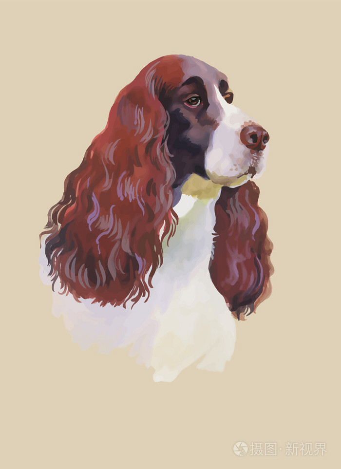英国可卡犬动物狗水彩插图上白色背景矢量孤立插画-正版商用图片1k43