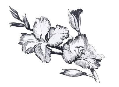 美丽的单色 黑 白花，孤立。手绘轮廓线描边