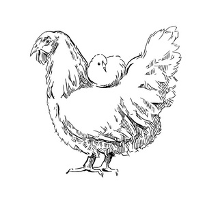 小鸡素描图片-小鸡素描素材-小鸡素描插画-摄图新视界