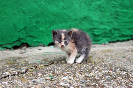 在大街上被遗弃的小猫