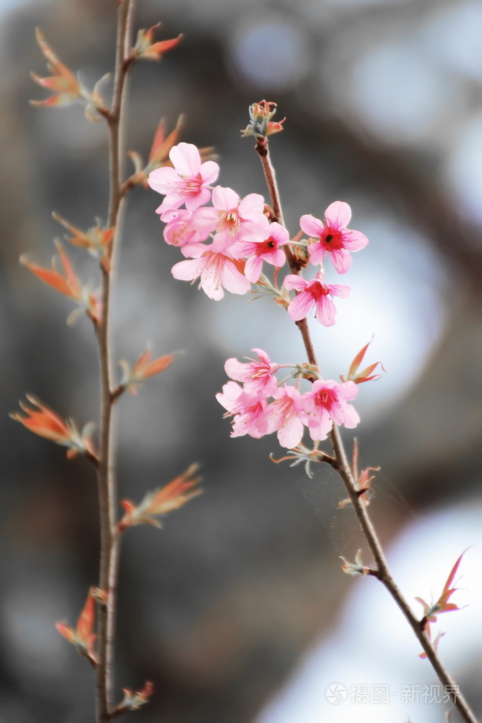 野生喜马拉雅山樱桃花