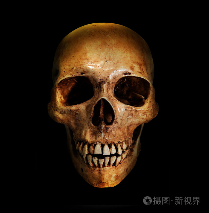 头骨的肖像
