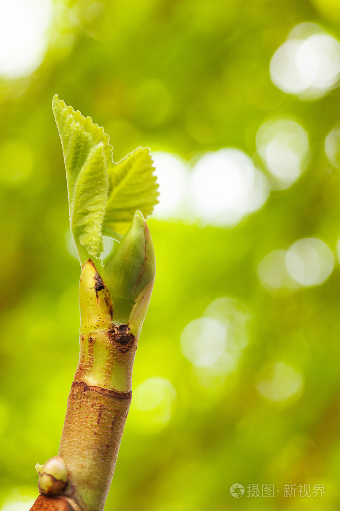 年轻的无花果树上的叶子在关闭