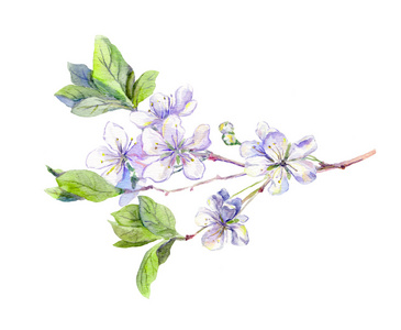 樱花树枝水彩画图片