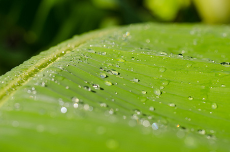 香蕉叶和雨滴