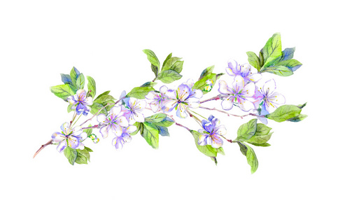 樱花树枝水彩画图片