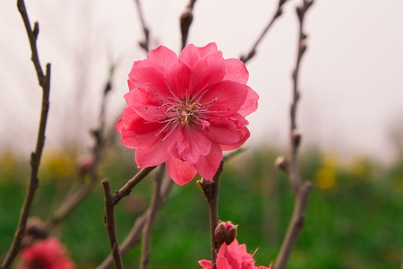 宏的樱花花