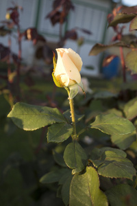 橙色的花朵万寿菊。照片