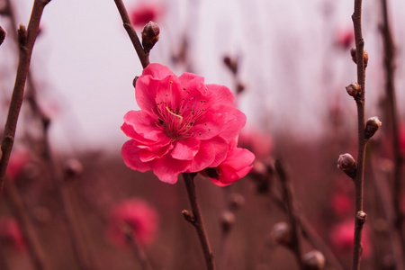 宏的樱花花