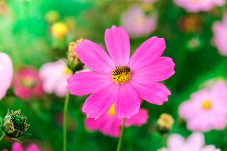 在日落的波斯菊花海