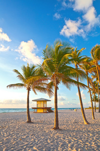 迈阿密佛罗里达海滩上的棕榈树