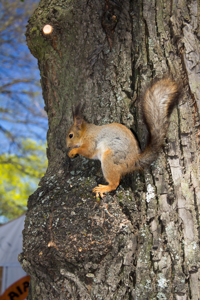 坐在树上的松鼠