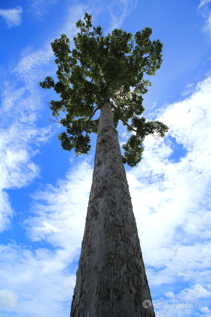 那棵大树照片-正版商用图片1k4cg5-摄图新视界
