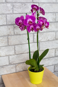 室内的紫色兰花，在花盆里