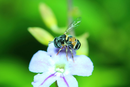 昆虫和花