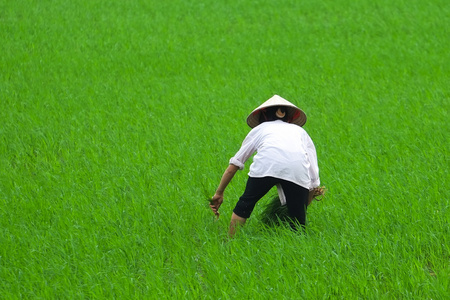 越南农民种植水稻对那里的字段