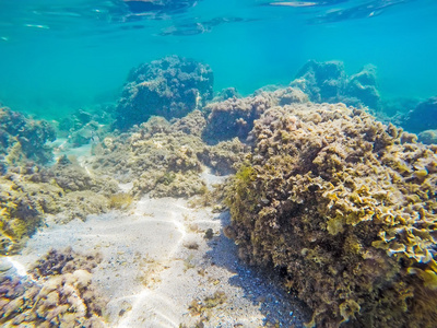 海底的岩石和海藻