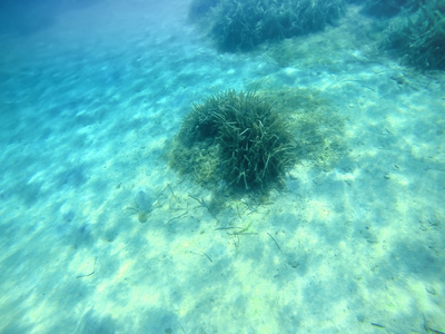 撒丁岛海底的海藻