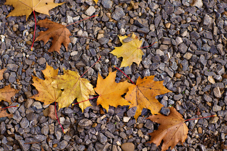 色彩鲜艳的秋叶躺